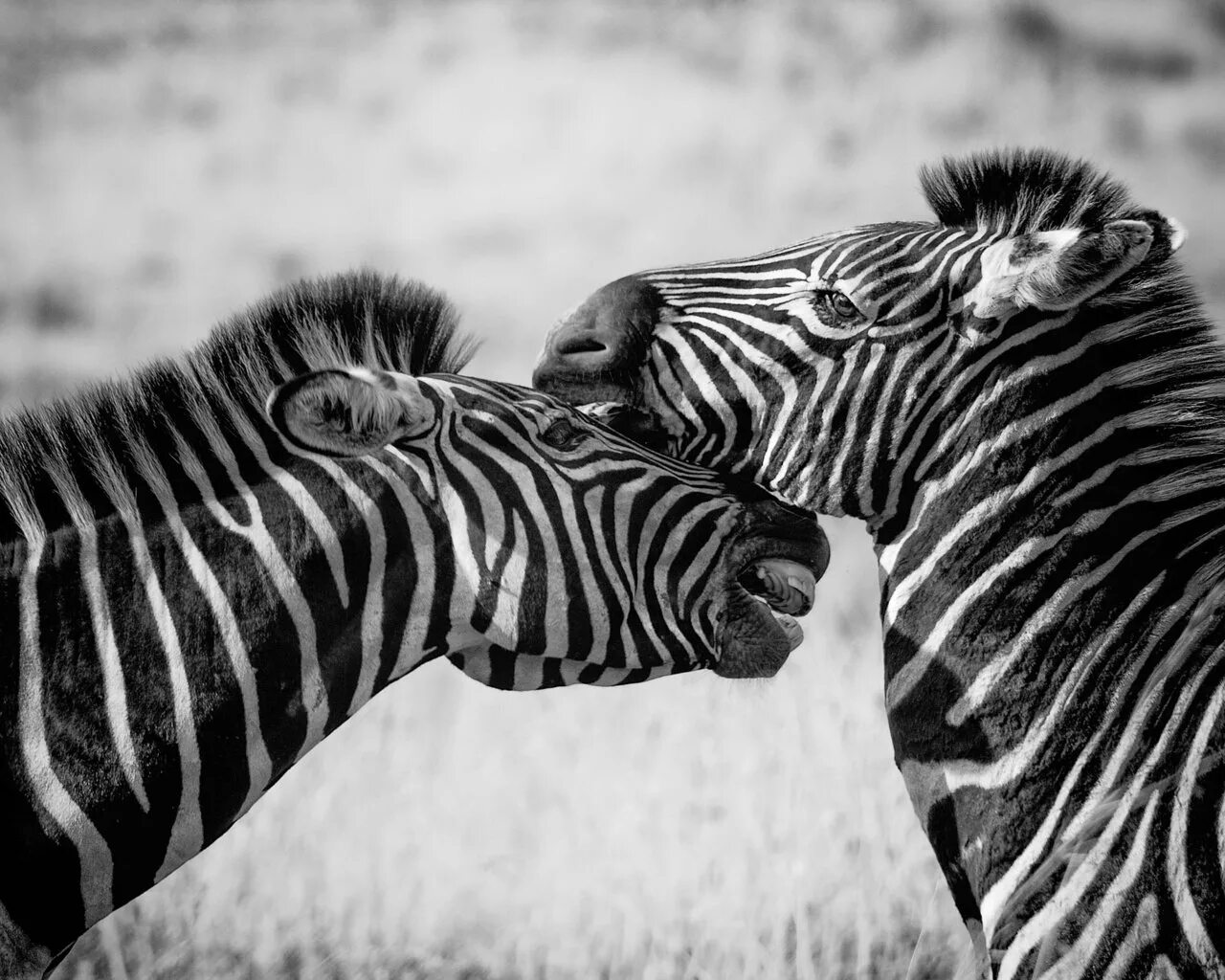 Ягуар животное. Хищные животные чб. Зебры в саванне. Зебра фото. Какое животное черно белое.