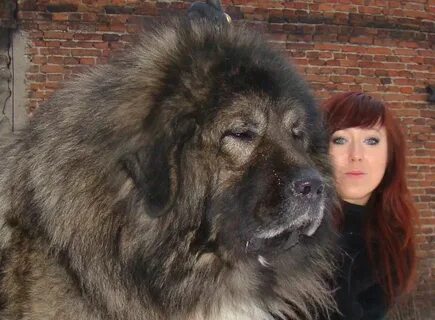 Большие на руском
