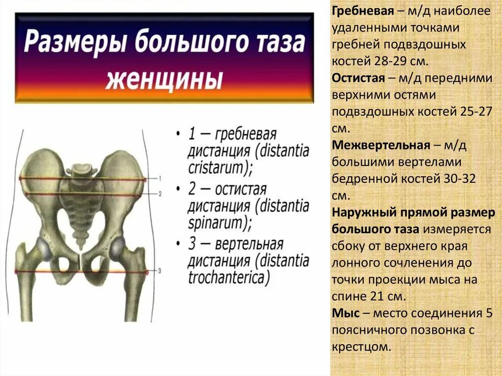Подвздошная кость гребень. Передний верхний гребень подвздошной кости. Ости и гребни подвздошных костей. Гребни подвздошных костей таза. Передняя подвздошная кость