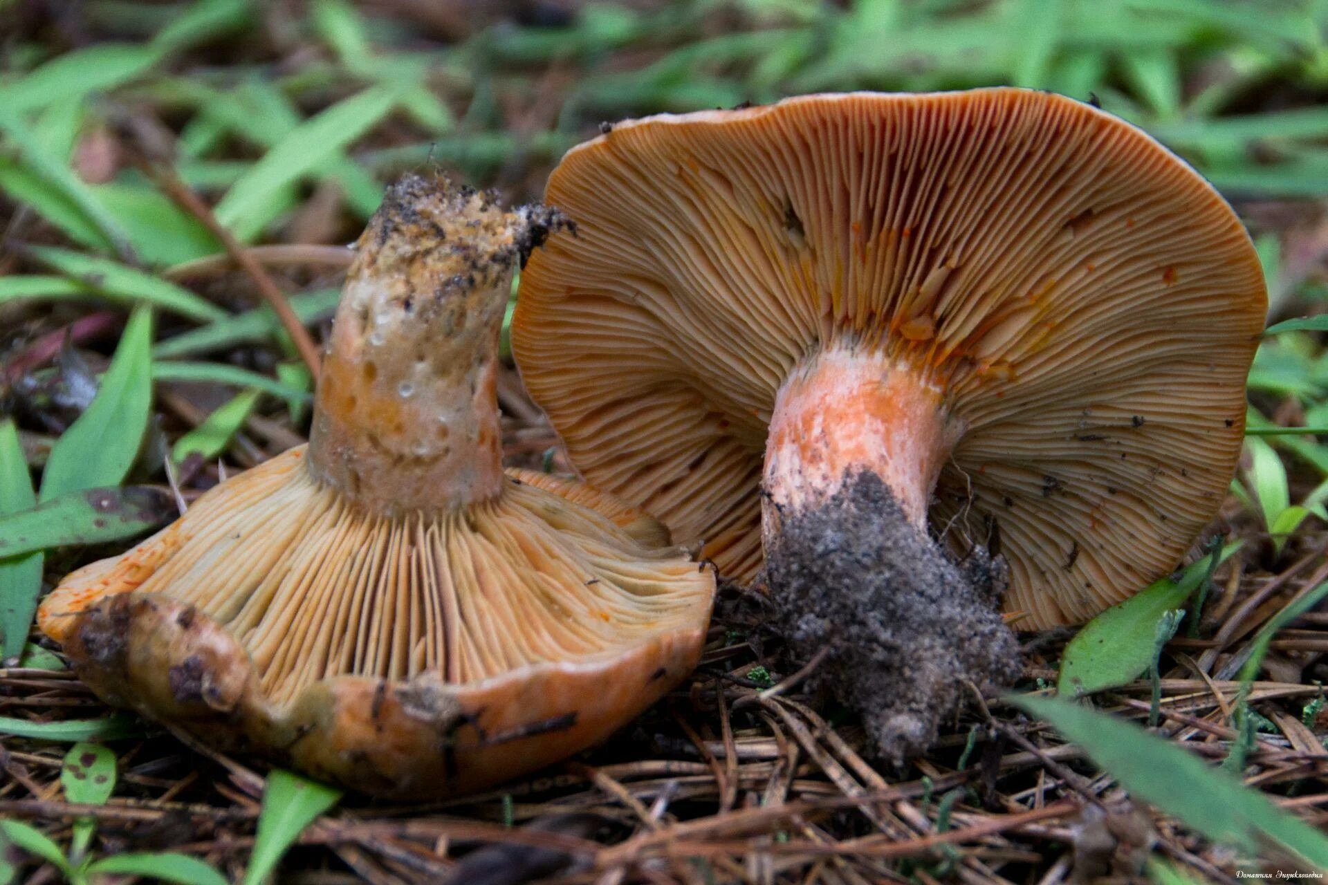 Покажи рыжика. Рыжик Сосновый/Боровой (Lactarius deliciosus);. Рыжик Боровой Сосновый. Гриб Рыжик Сосновый. Млечник Рыжик гриб.