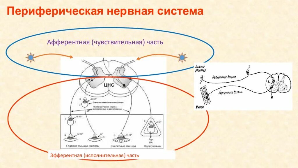 Эфферентная нервная система схема. Схема афферентной неравной системы. Афферентные и эфферентные нейроны. Схема средства влияющие на афферентную нервную систему. Афферентные и эфферентные проводящие пути.