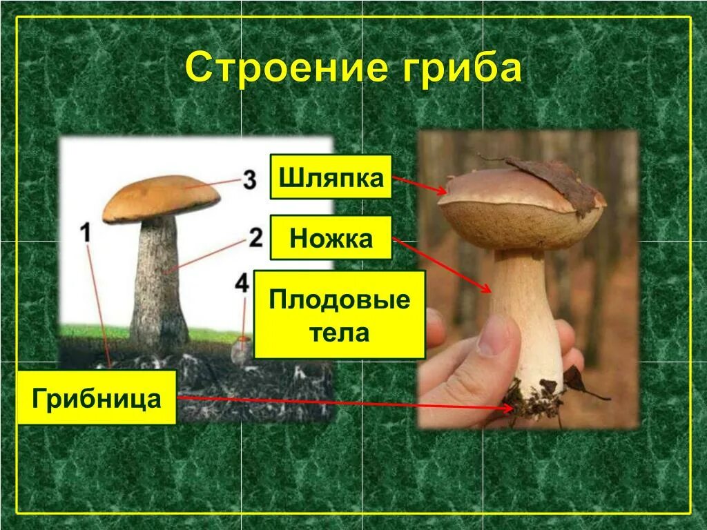 Строение шляпки шляпочного гриба. Грибы части шляпочного гриба. Строение плодового тела гриба. Строение гриба картинка.