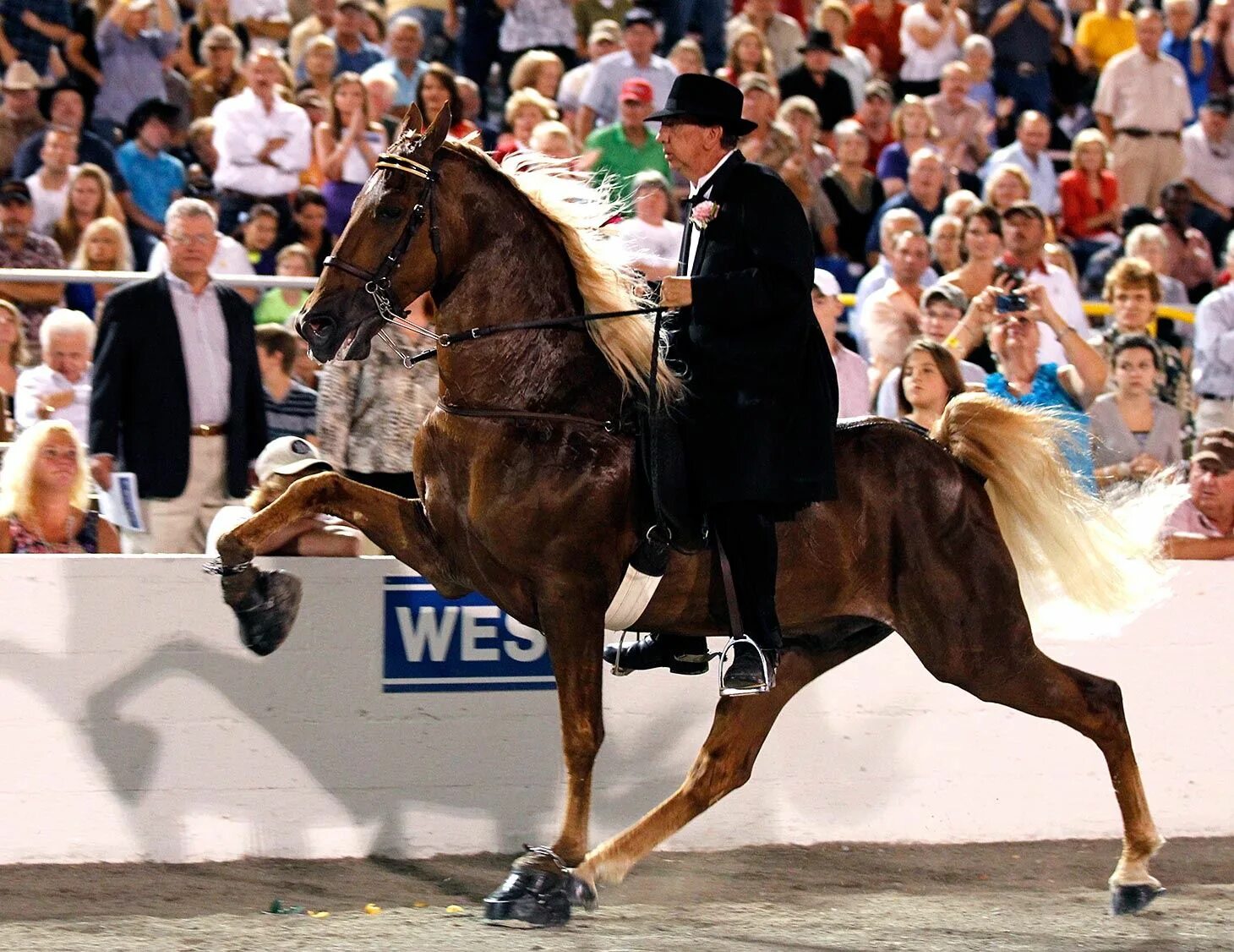 Blocking the horse. Теннесси Уокер лошадь. Лошадь породы Теннесси Уокер. Теннессийская прогулочная лошадь. Теннессийская прогулочная порода лошадей.