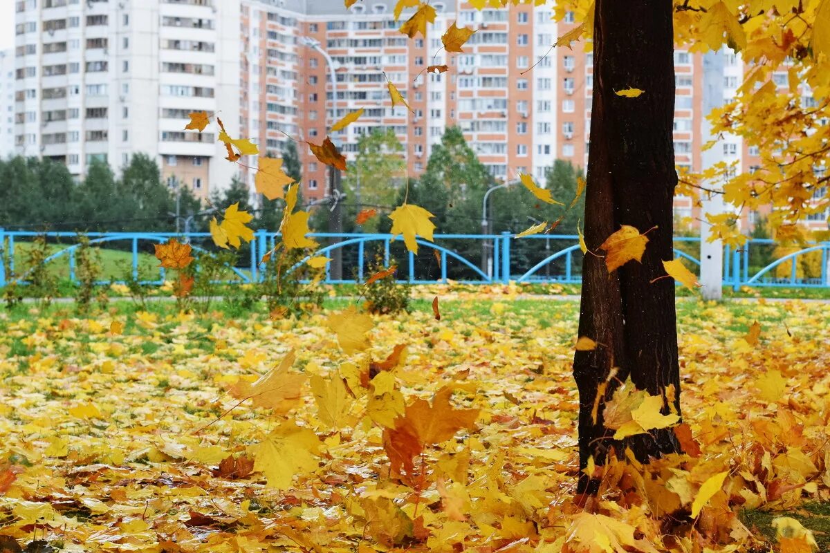 Листопад в городе. Осенний листопад в городе. Осень листопад. Листопад в саду. Листья желтые кружатся оригинал