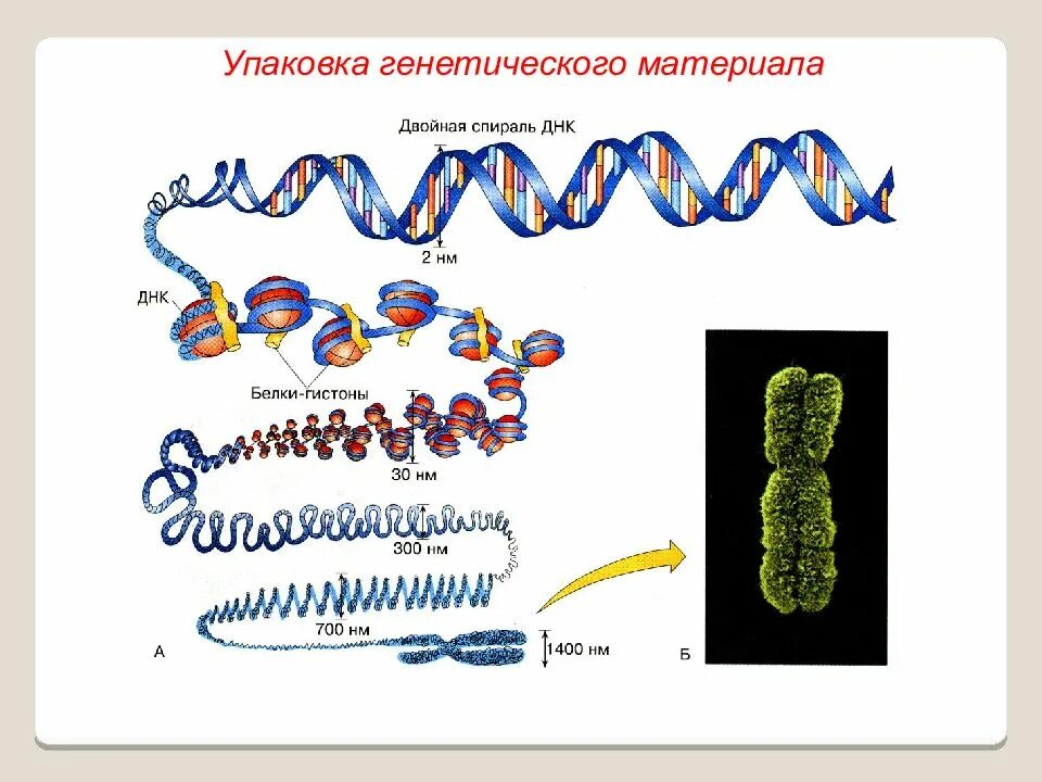 Организация наследственного материала. Уровни упаковки генетического материала. Уровни упаковки наследственного материала. Этапы упаковки генетического материала. Уровни компактизации генетического материала.