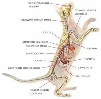 Строение внутренних органов кошки