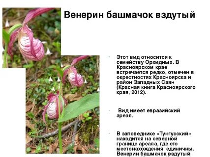 Растения красной книги красноярского края