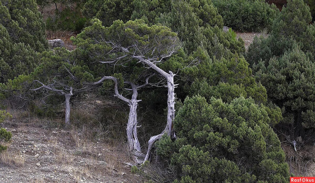 дубово можжевеловые леса гор крыма. цветущий деревья юбк крыма. растения крыма деревья. оливковое дерево в крыму. дерево церцис крымский.