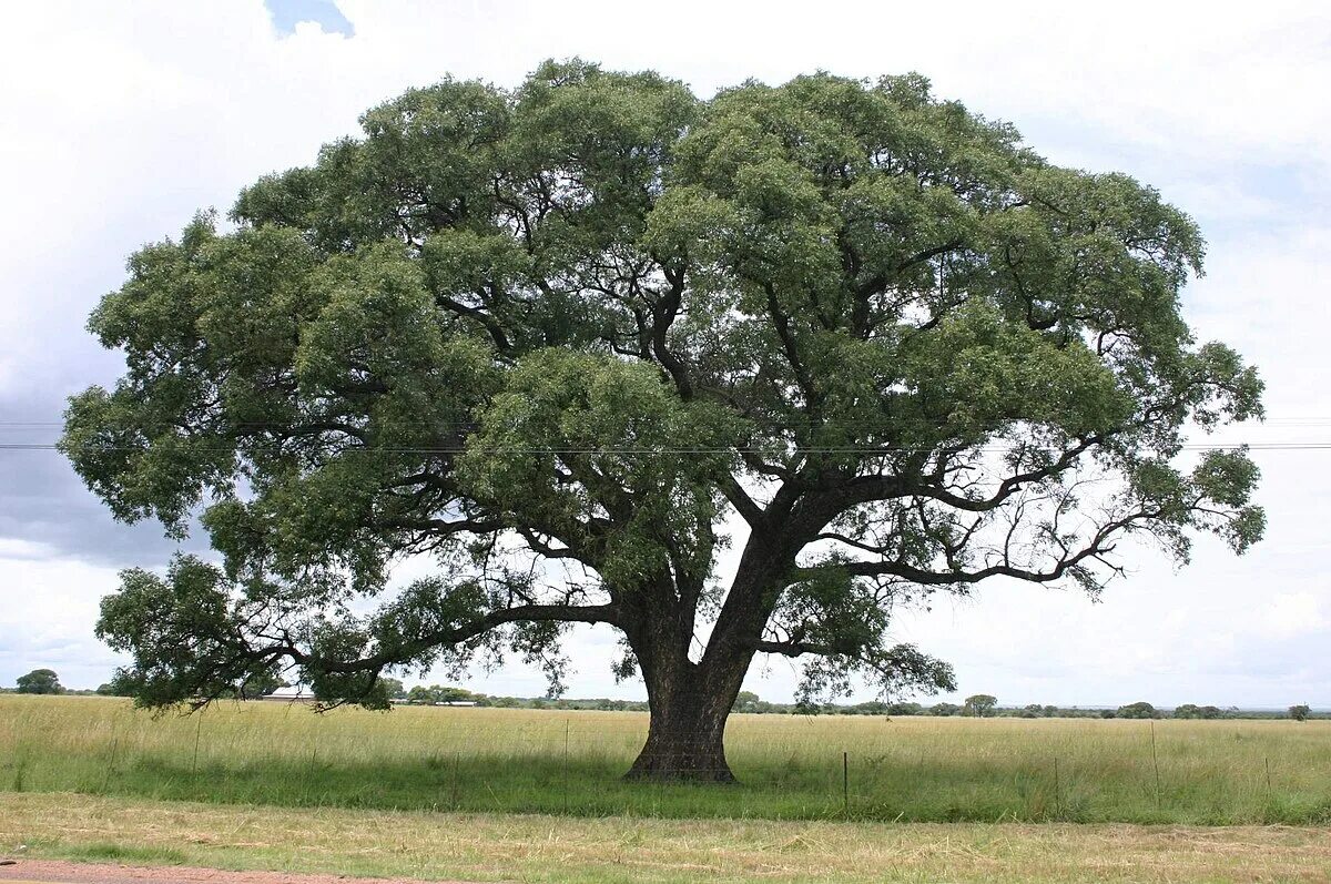 Mvn tree