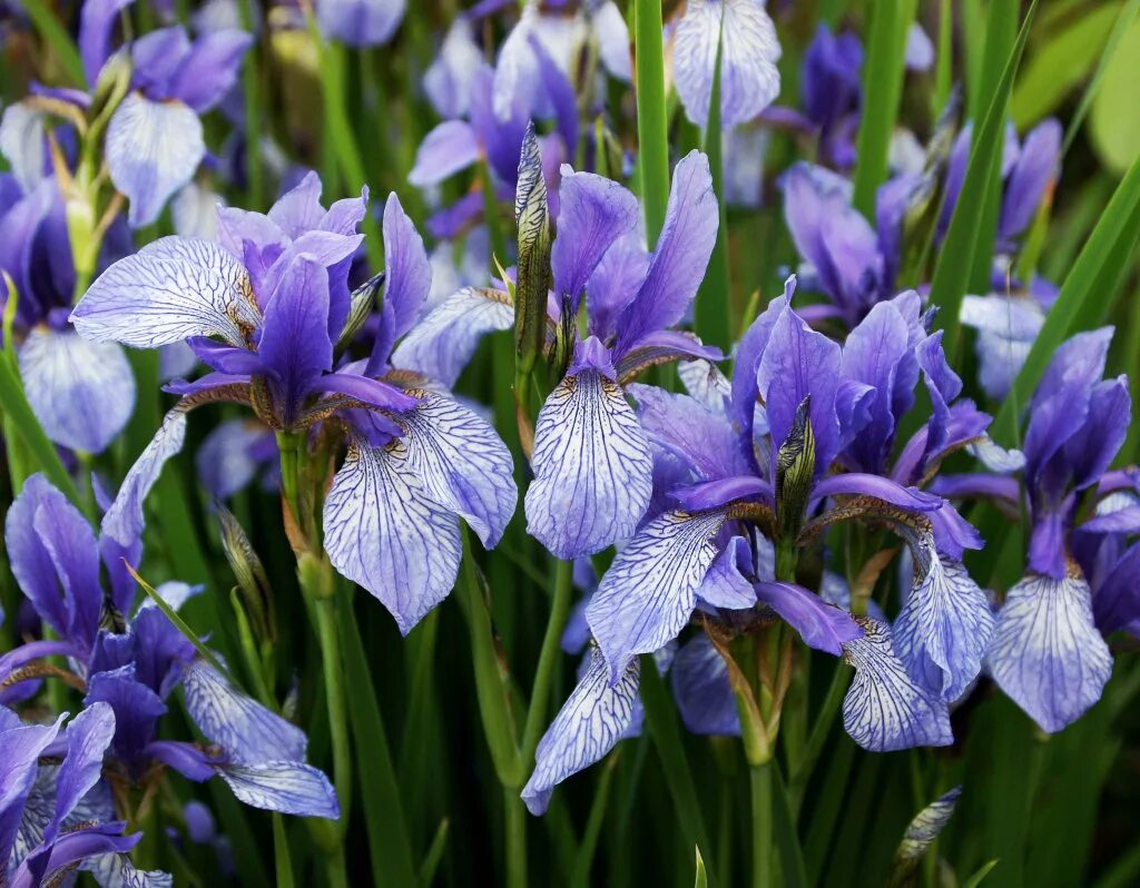 Iris pdf. Ирис сибирский iris sibirica. ирис касатик сибирский. ирис сибирский блу кинг. ирис сибирский синий / касатик.