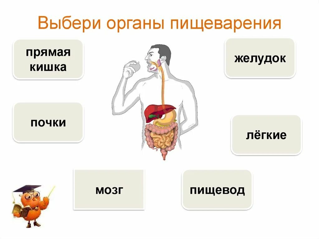 Органы пищеварительной системы человека 3 класс окружающий мир. Организм человека 3 класс пищеварительная система. Органы пищеварительной системы 3 класс. Карточка пищеварительная система 4 класс. Упражнения пищеварительная система