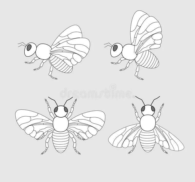 Владимирский улей лежак якимова на 32 рамки чертежи. Схема внутреннего строения пчелы. Пчела чертеж. Пчела чертеж. Анатомия пчелы медоносной.