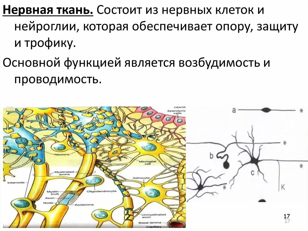 Что состоит из нейроглии и нервных клеток. Клетки нейроглии. Классификация нейроглии. Роль нейроглии в нервной ткани. Какие клетки обладают возбудимостью и проводимостью