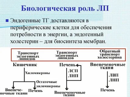 Какова биологическая роль липидов