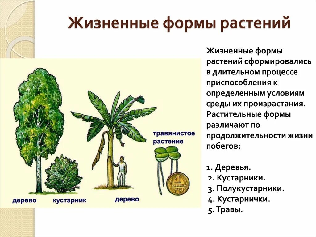 Жизненная форма 5 класс. Жизненные формы растений таблица 6 класс. Жизненная форма растений таблица 5 класс по биологии. Дизненныеформ растений. Описание жизненных форм растений.