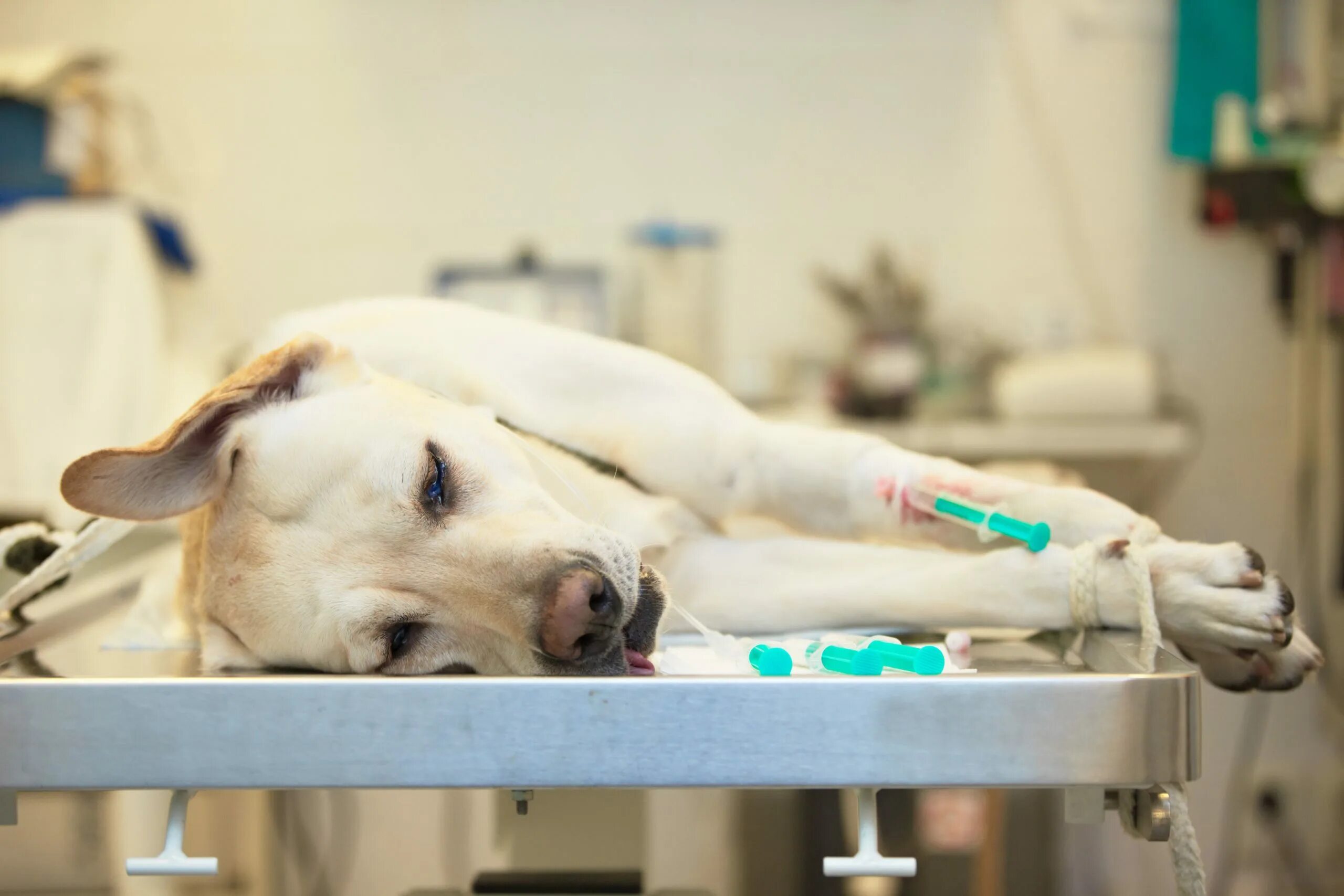 Пса после лечения. Анестезия в ветеринарии. Хирургическая операция животных.