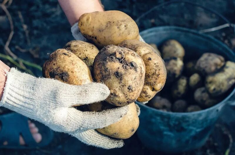 Декоративная вьющаяся картошка клубни. Пантоклубни картофеля.