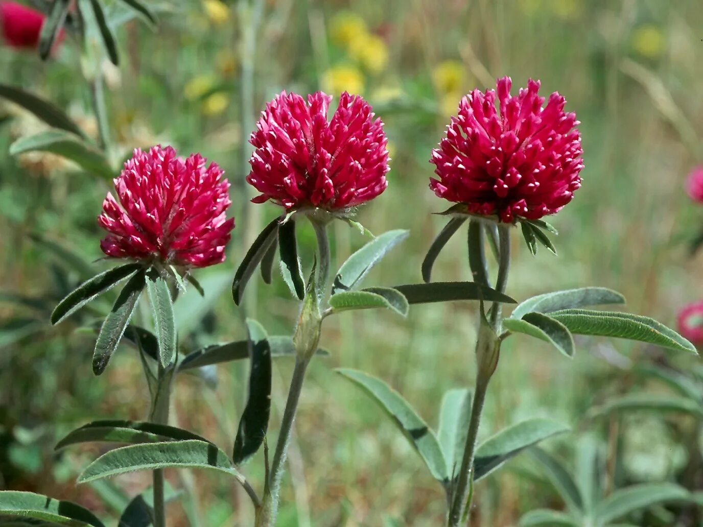 Клевер покрытосеменной. Клевер горный Trifolium montanum. Клевер Альпийский. Клевер горный белоголовка. Клевер Альпийский Trifolium Alpestre l.