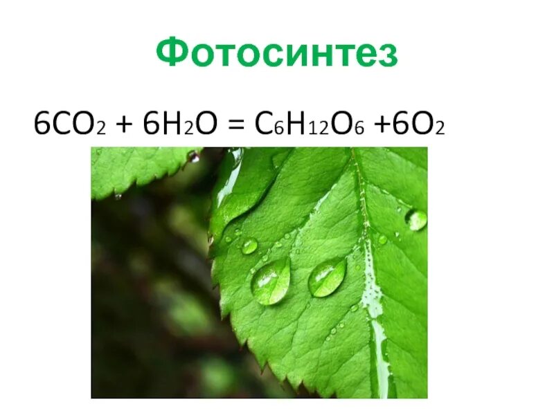 6co2 это. 6co2+h2o=c6h12o6 +o2. Суммарное уравнение для темновых реакций фотосинтеза. Co2 h2o c6h12o6 o2 процесс. Co h2 c2h6.
