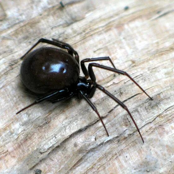 False black widow female TJ Gehling Flickr