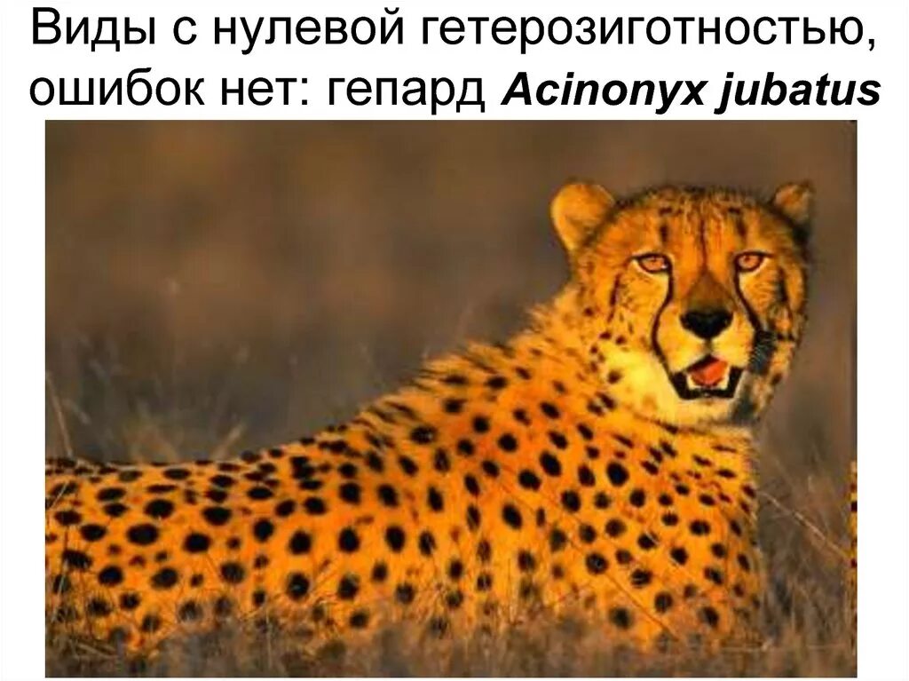 Называется гепарда