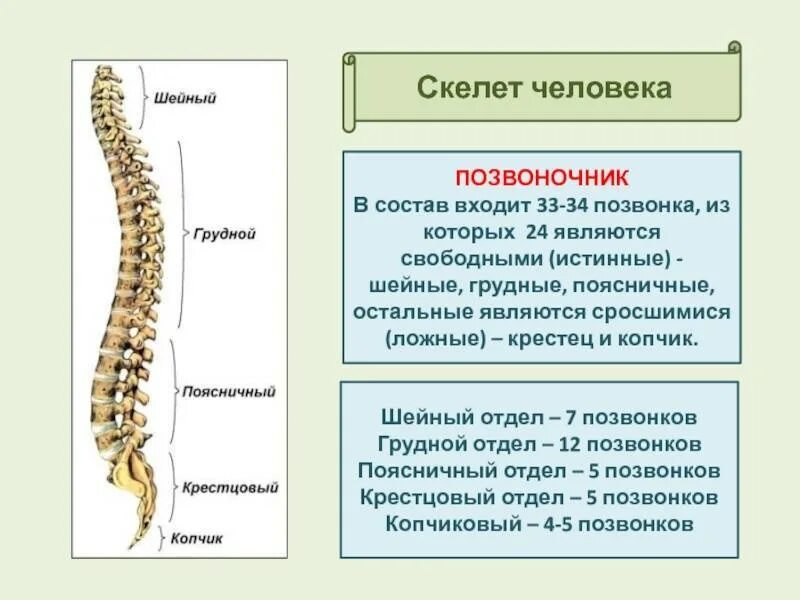 Скелет позвоночника. Отделы скелета позвоночника. Строение позвоночника человека. Скелет позвоночника состоит из. Сколько позвонков содержит позвоночник