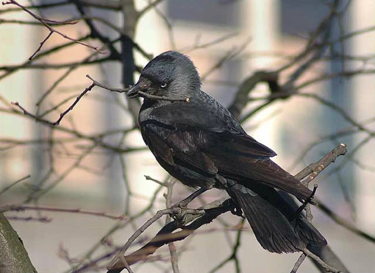 Галка обыкновенная ‒ Corvus monedula. Серая Галка птица. Дрозд Галка птица. Галка обыкновенная гнездо.