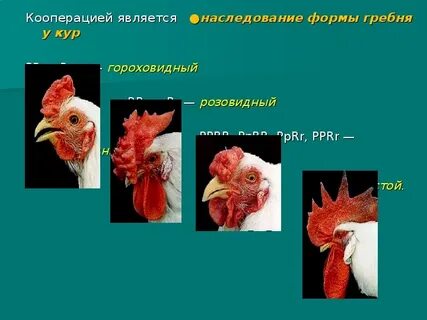 Форма куру