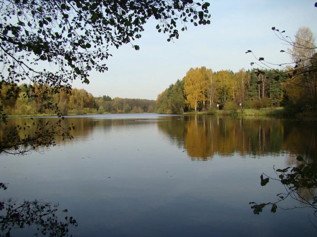 тарелочкин пруд салтыковка. золотой пруд салтыковка. пруд тарелочка в салтыковке. салтыковка пруд. желтый пруд в салтыковке.