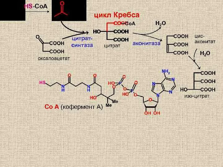 4 реакция цикла кребса. Цикл Кребса биохимия. Ферменты цикла Кребса. Цикл Кребса реакции. Кофермент аконитазы.
