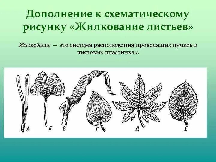 Характерное жилкование листьев для двудольных растений. Рисунок типы жилкования листа. типы жилкования листа 6 класс биология. типы жилкования листьев рисунок. перистонервное жилкование.