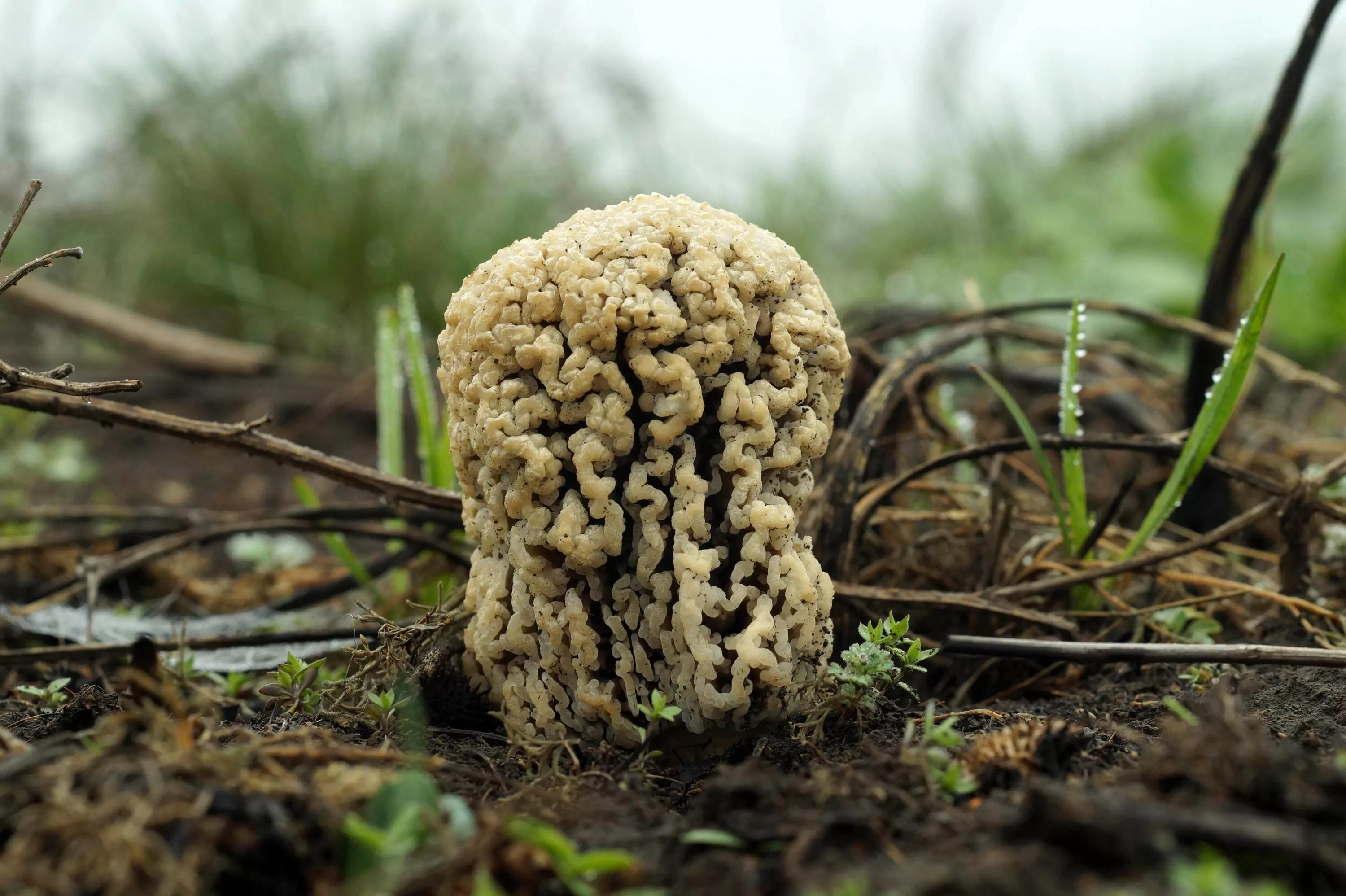 Ростовские сморчки. Степной сморчок Morchella steppicola. Королевский сморчок гриб. Ложные сморчки грибы. Сморчок Луговой.