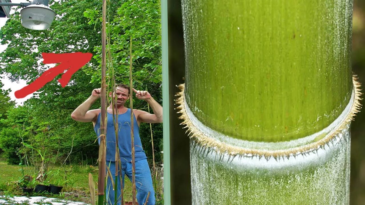 За сколько часов вырастает бамбук. Бамбук 40 метров в высоту. Рост бамбука. Скорость роста бамбука. Бамбук растет за сутки.