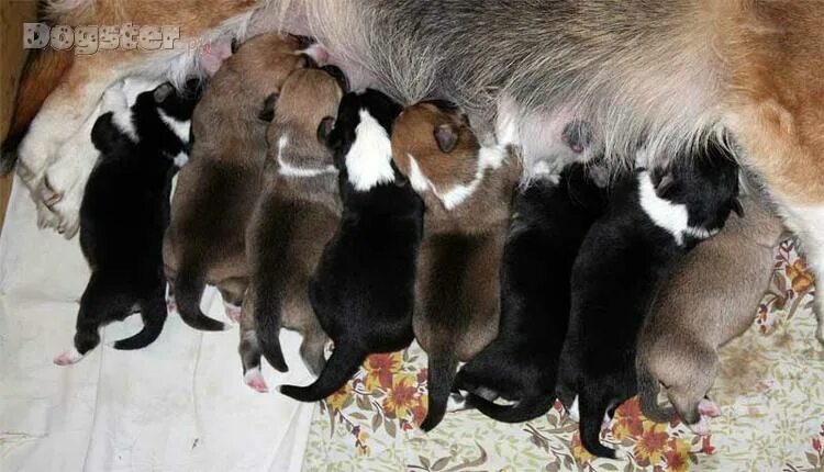 Щенки биглей новорожденные. Сколько щенков в первый. Щенок мопса 1 день. Сколько щенков в первый. Период беременности у йоркширских терьеров.
