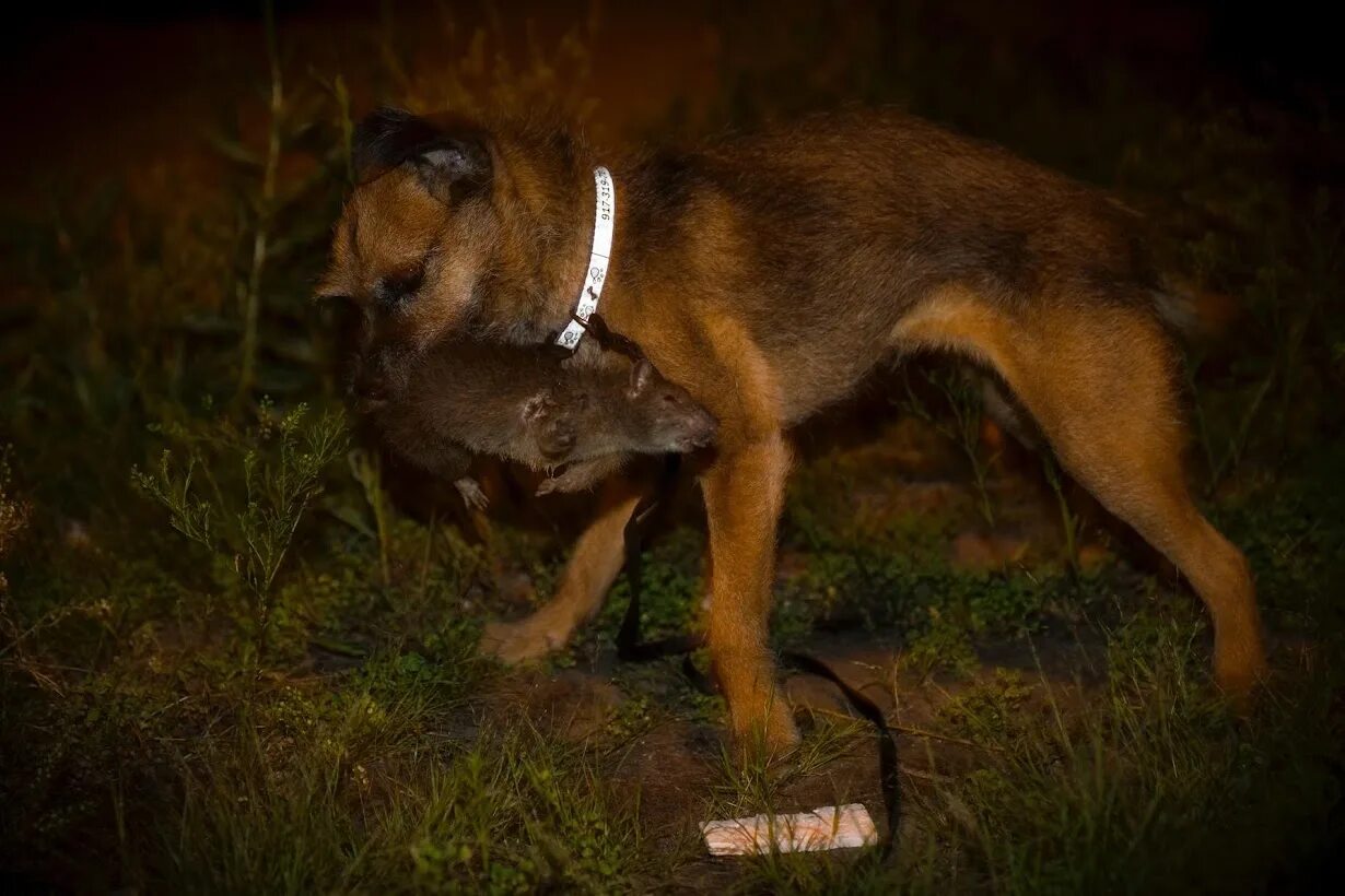 Бордер терьер. Собака Крысолов терьер. Крысоловка собака. Rat hunting