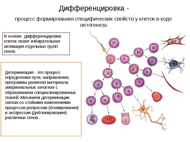 Б содержит недифференцированные клетки. Дифференцировка эмбриогенез. Дифференцировка клеток и тканей в ходе онтогенеза. Механизмы клеточной дифференцировки. Схема детерминации клеток.