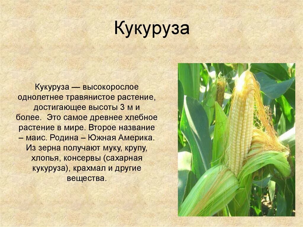 Кукуруза культурное растение 3 класс