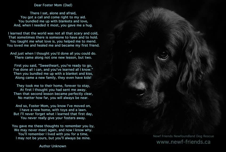 Foster Dog. Poems about Dogs. Foster Alone. My Dog poem.