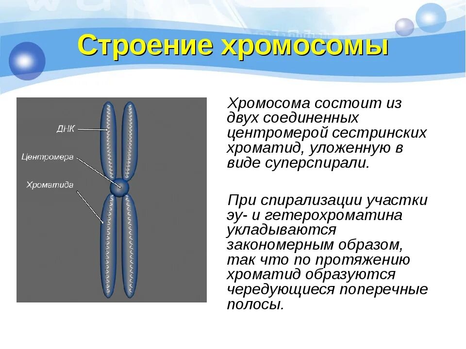 Образование двухроматидных хромосом спирализация хромосом. Строение хромосомы 10 класс биология. Строение хромосомы центромера. Хромосома состоит из. Хромосома схема.