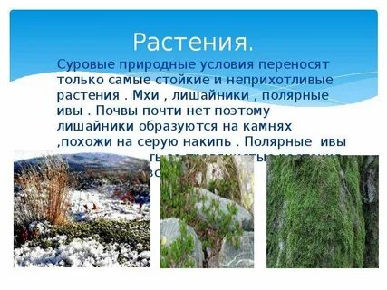 Лишайники природная зона