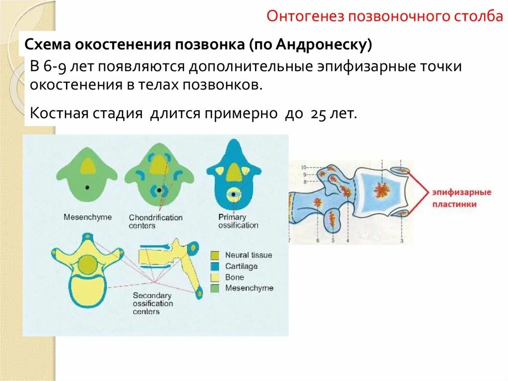 Онтогенез тест с ответами. Точки окостенения позвонков. Точки окостенения позаонка. Точки окостенения позвонков их локализация. Схема окостенения.