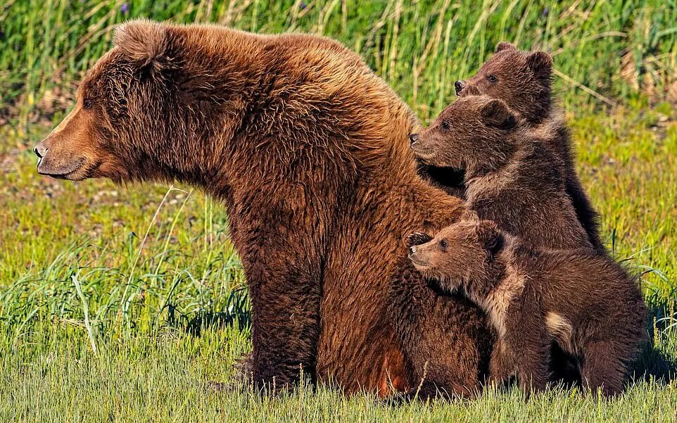 Медвежья семья. Животные семейства Медвежьих. Семья бурых медведей. Медведь и Медведица.