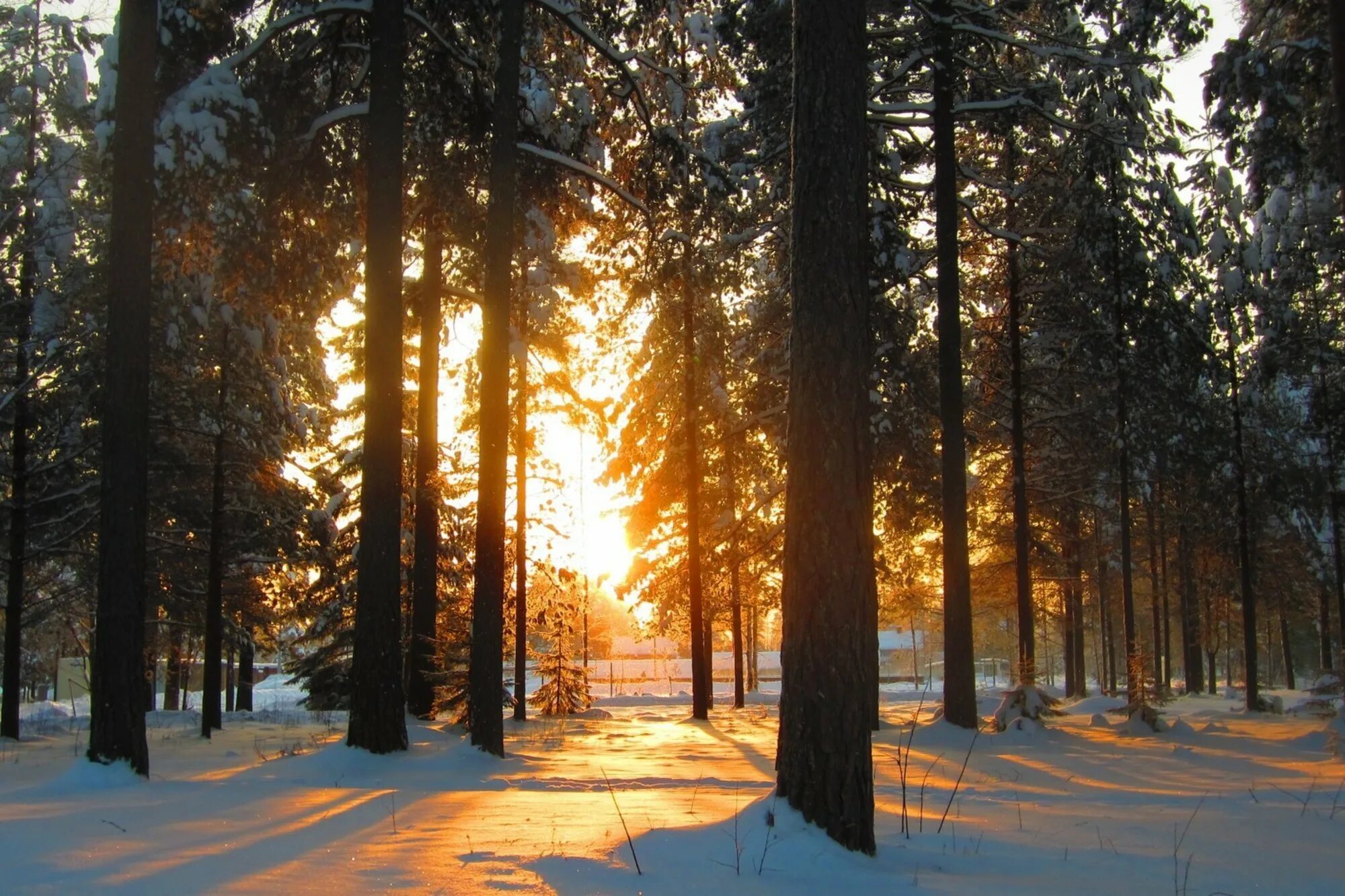 Сосны и ели под солнцем. Зима в лесу. Зимний лес солнце. Заснеженный лес. "Солнце в лесу".