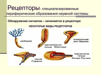 Рецептор это в биологии 8 класс