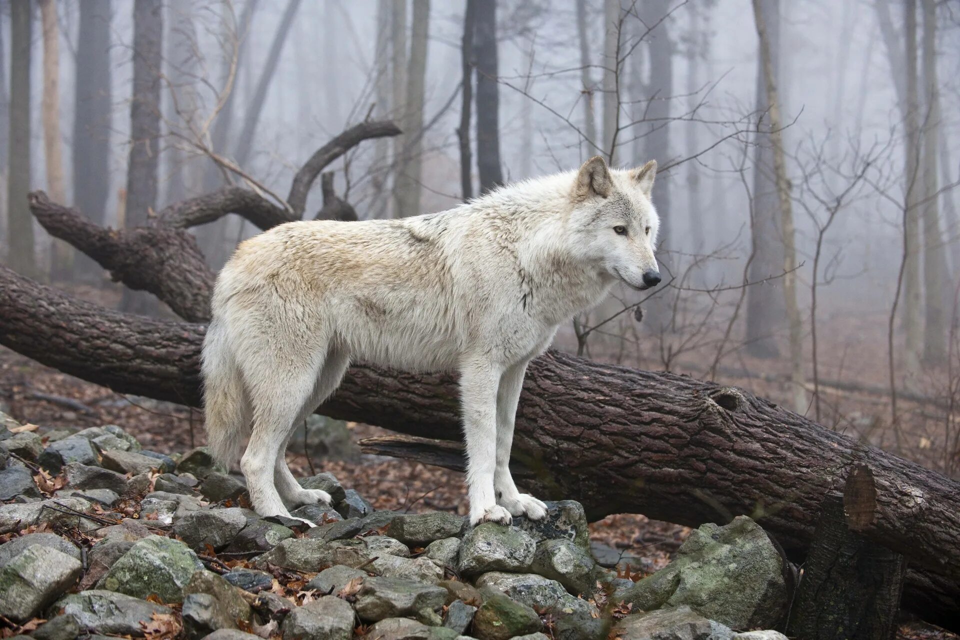 Волк евразии. Сибирский Тундровый волк. Макензийский Равнинный волк. Канадский Тундровый волк. Полярный волк в тундре.