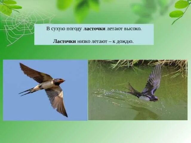Ласточки низко летают погода