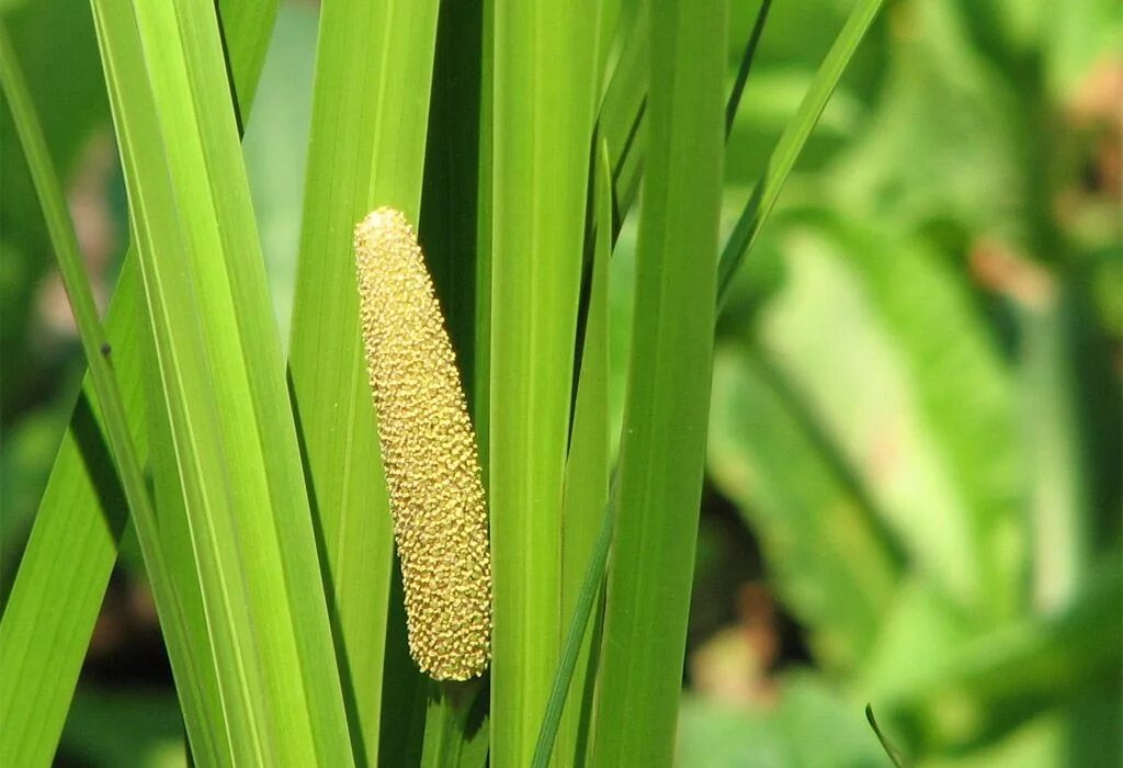 Аир фон. АИР обыкновенный - Acorus Calamus. АИР болотный (Acorus Calamus). АИР обыкновенный корневища. АИР обыкновенный (Acorus Calamus l.).