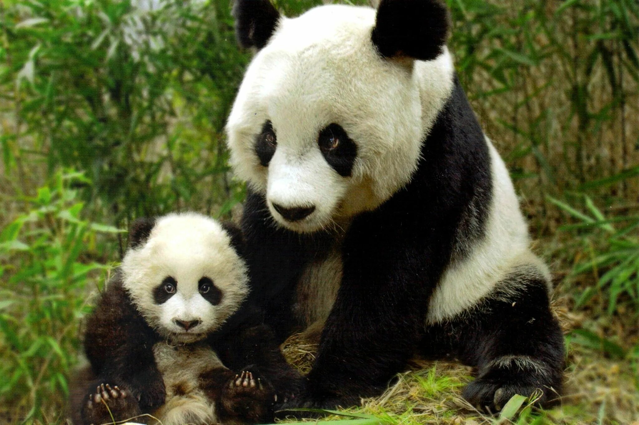 Животные. Животные фото. Панда животное. Большие панды. Большая панда медведь