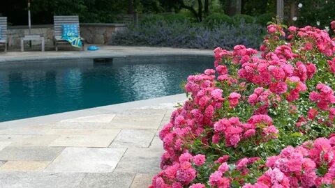 Roses taking