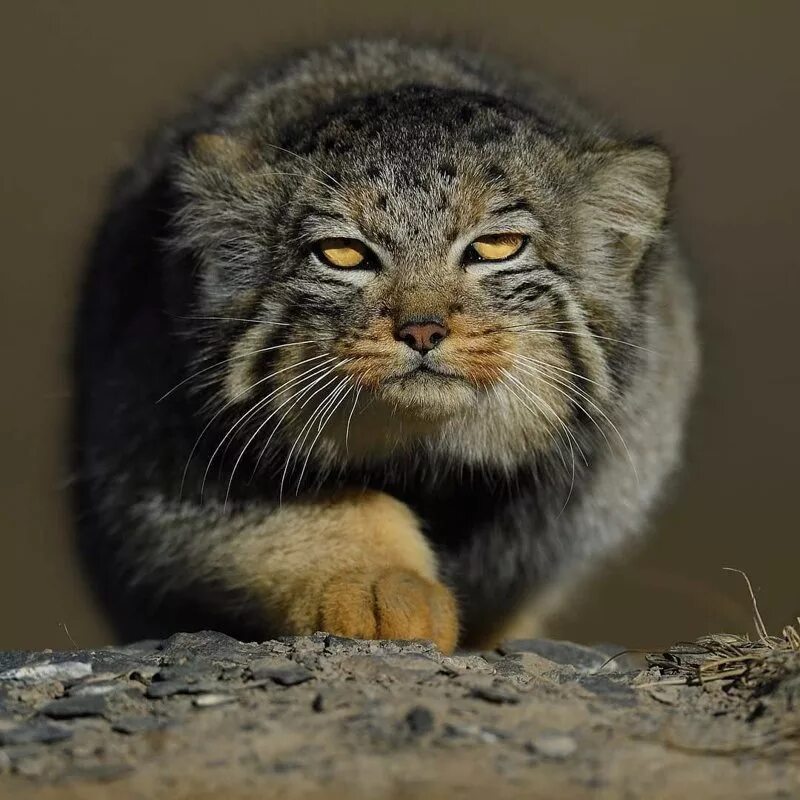 Кошка плотоядная. Семейство кошачьих манул. дикая кошка манул. манул в дикой природе. манул фото.
